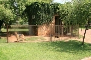 Whelping room No 2