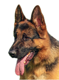 Akio head